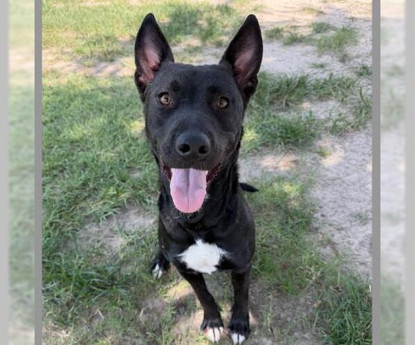 Medium Photo #2 Mutt Puppy For Sale in Conroe, TX, USA