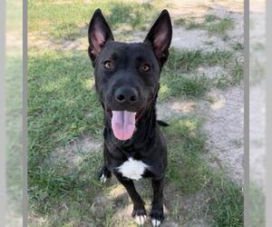 TOVA - Female Mutt Dog for Adoption - Photo #2