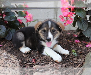 Norwegian Elkhound-Unknown Mix Puppy for sale in SHILOH, OH, USA