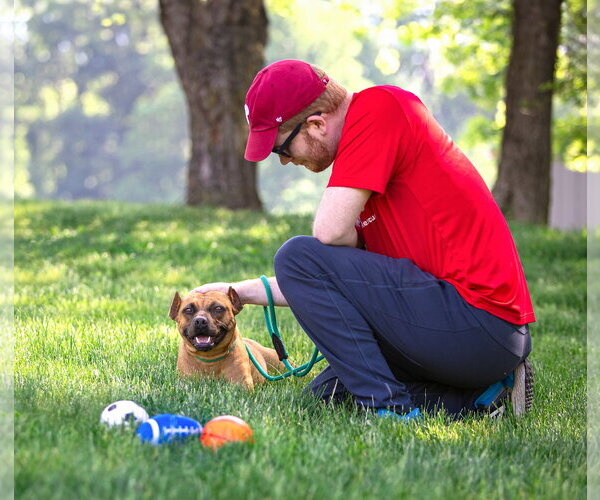 Medium Photo #7 Mutt Puppy For Sale in Unionville, PA, USA