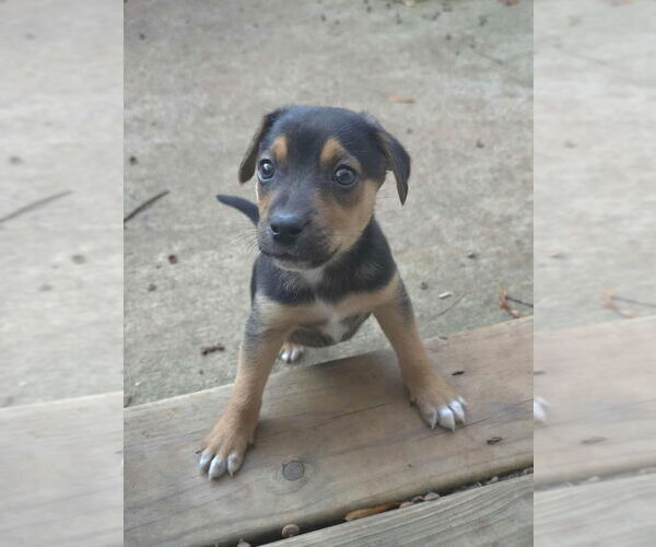 Medium Photo #3 Jack Russell Terrier-Unknown Mix Puppy For Sale in Raleigh, NC, USA