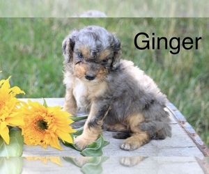 Bernedoodle Puppy for Sale in HUNTINGTON, Massachusetts USA