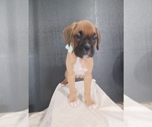 Boxer Puppy for sale in NILES, MI, USA