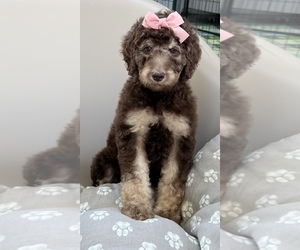 Poodle (Standard) Puppy for sale in ORLANDO, FL, USA