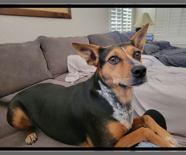 Medium Photo #1 Australian Shepherd-Unknown Mix Puppy For Sale in Chandler, AZ, USA