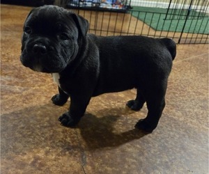American Bully-English Bulldog Mix Puppy for sale in AUSTIN, TX, USA