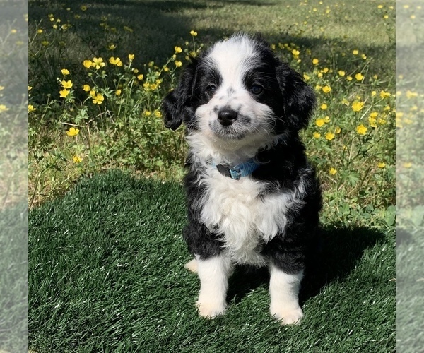 Medium Photo #4 Aussiedoodle Miniature  Puppy For Sale in EL CAMPO, TX, USA
