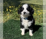 Small Photo #4 Aussiedoodle Miniature  Puppy For Sale in EL CAMPO, TX, USA
