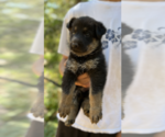 Small Photo #5 German Shepherd Dog Puppy For Sale in BRUSH PRAIRIE, WA, USA