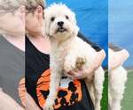 Small Photo #2 Poodle (Miniature)-Unknown Mix Puppy For Sale in Phoenix, AZ, USA