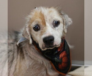 Mutt Dogs for adoption in San Antonio, TX, USA