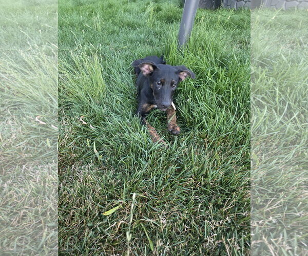 Medium Photo #2 Shepradors Puppy For Sale in MIDWAY, UT, USA