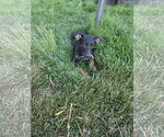 Small #1 Shepradors