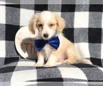 Small Photo #9 Maltipoo Puppy For Sale in LAKELAND, FL, USA