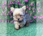 Small #23 Yorkshire Terrier