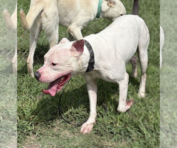 Medium Photo #5 American Pit Bull Terrier-Unknown Mix Puppy For Sale in Virginia Beach, VA, USA