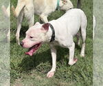 Small #4 American Pit Bull Terrier Mix