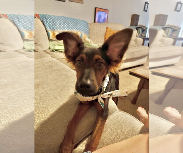 Medium Photo #2 Australian Shepherd-Doberman Pinscher Mix Puppy For Sale in Virginia Beach, VA, USA