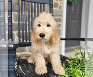Goldendoodle (Miniature) Puppy for sale in MYERSTOWN, PA, USA