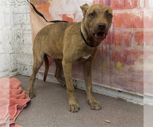 Mutt Dogs for adoption in San Bernardino, CA, USA