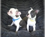 Small #5 Boston Terrier