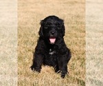 Puppy Betsy Goldendoodle