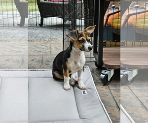 Beagle Dogs for adoption in Arlington, WA, USA