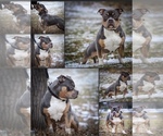 Small Photo #1 American Bully-Pit Puppy For Sale in RONNEBY, MN, USA