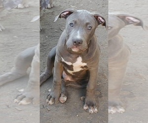 American Bully Puppy for Sale in SAN JOSE, California USA