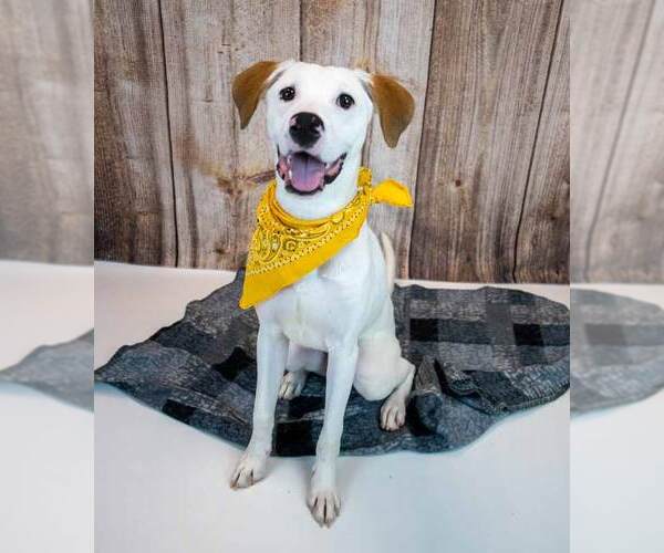 Medium Photo #2 American Bulldog-Unknown Mix Puppy For Sale in Kennesaw, GA, USA