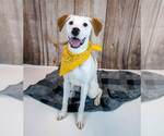 Small #1 American Bulldog Mix