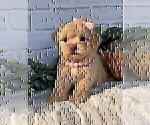 Small #17 Poodle (Toy)