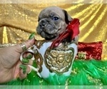 Small Photo #94 French Bulldog Puppy For Sale in HAYWARD, CA, USA