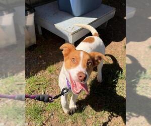 Mutt Dogs for adoption in Boston, MA, USA