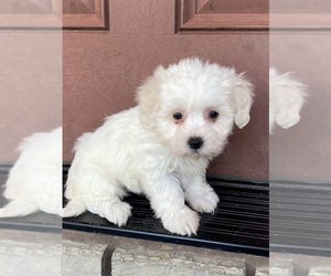 Coton de Tulear Puppy for sale in CANOGA, NY, USA