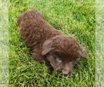 Small #5 Newfoundland