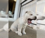 Puppy 3 Labrador Retriever-Siberian Husky Mix