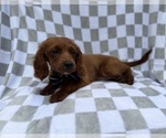 Small #3 Cavapoo (Miniature)