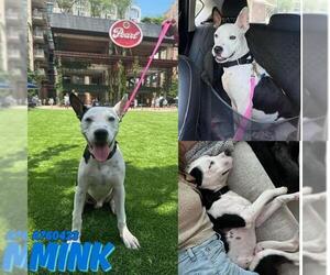 American Staffordshire Terrier-Unknown Mix Dogs for adoption in San Antonio, TX, USA
