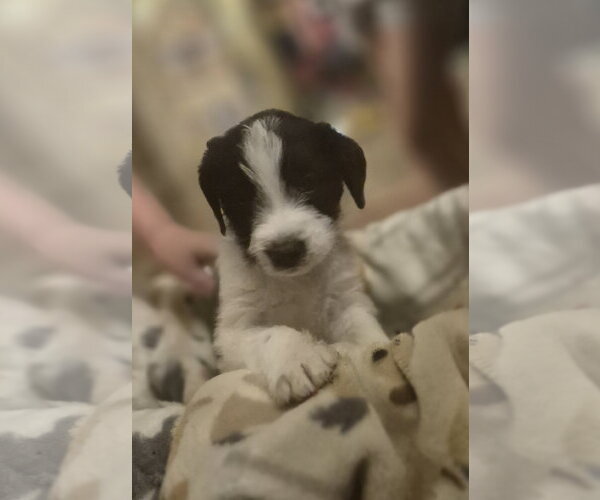 Medium Photo #1 Labrador Retriever-Unknown Mix Puppy For Sale in The Woodlands, TX, USA