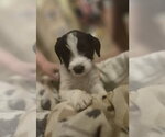 Small Labrador Retriever Mix