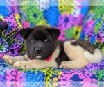 Small Photo #4 Akita Puppy For Sale in AIRVILLE, PA, USA
