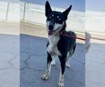 Small Siberian Husky