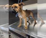 Small German Shepherd Dog Mix