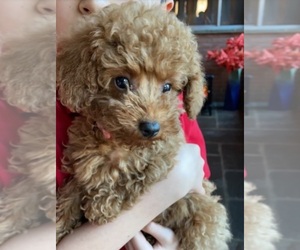 Poodle (Toy) Puppy for sale in LANCASTER, PA, USA