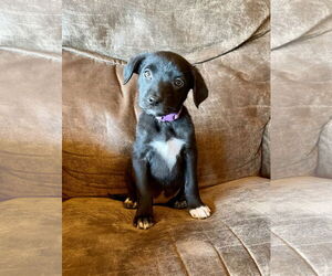 Labrador Retriever-Unknown Mix Dogs for adoption in Duluth, MN, USA