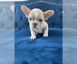 Small Photo #18 French Bulldog Puppy For Sale in SEATTLE, WA, USA