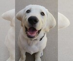 Small Photo #7 Labrador Retriever Puppy For Sale in PLANO, TX, USA
