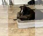 Small #12 Labrador Retriever Mix