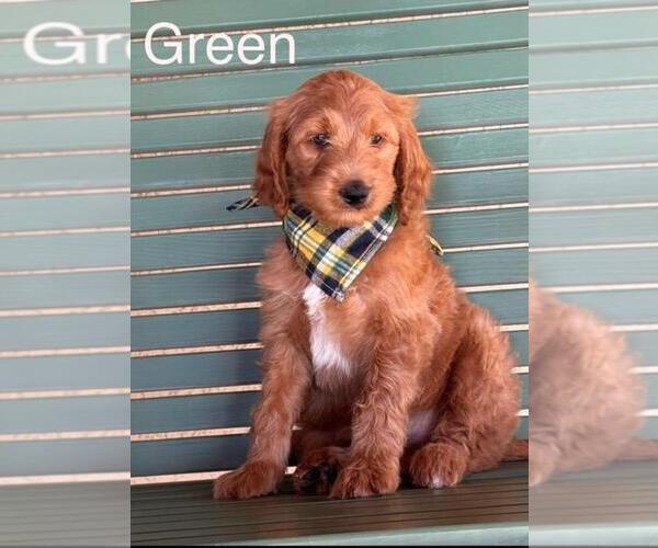 Medium Photo #12 Double Doodle Puppy For Sale in HESPERIA, CA, USA